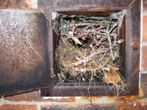 squirrel nest chimney