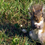 humane squirrel removal