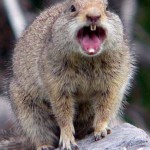 angry-squirrel