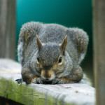 eastern-gray-squirrel