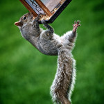 squirrel-bird-feeder