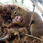 squirrel-family