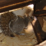 squirrel-in-attic