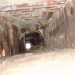 squirrel-in-chimney