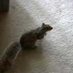 squirrel-in-house
