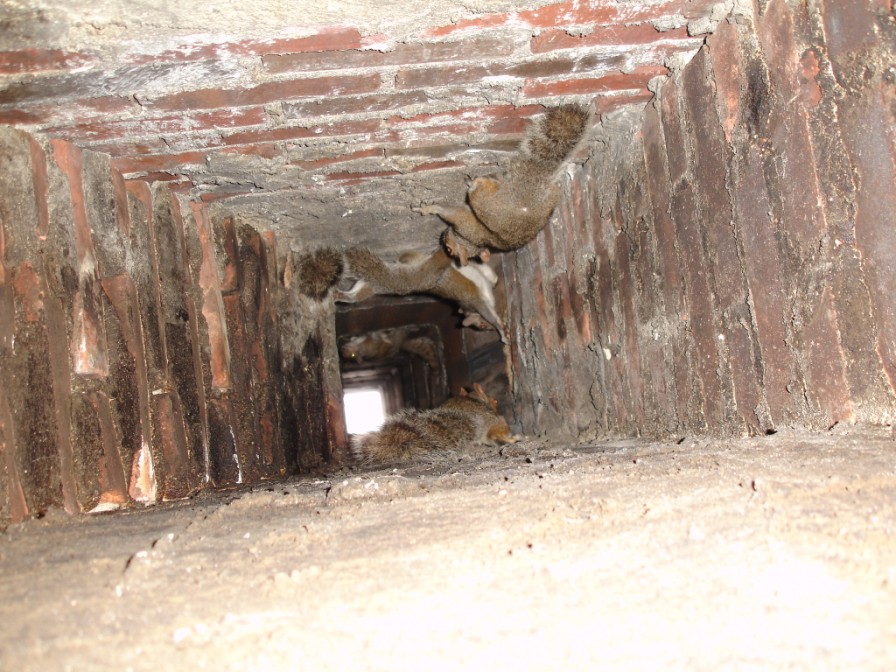 Getting Squirrels Out Of Your Chimney, Squirrel Trapped In Fireplace